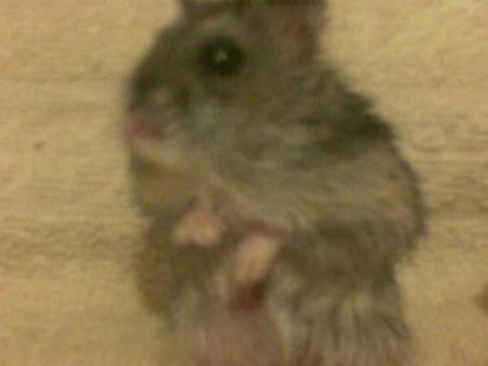 ma puce